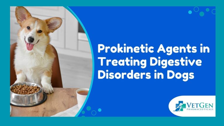 Prokinetic Agents in Treating Digestive Disorders in Dogs