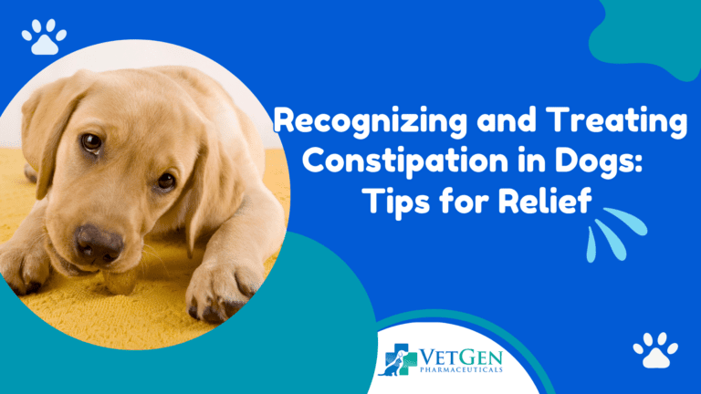 Recognizing and Treating Constipation in Dogs Tips for Relief