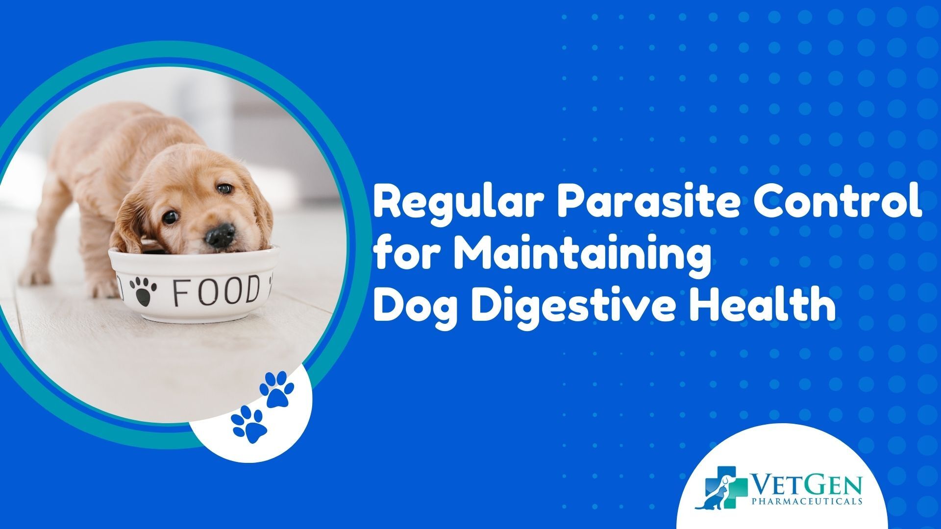 Regular Parasite Control for Maintaining Dog Digestive Health