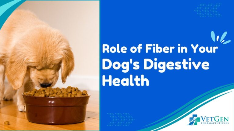 Role of Fiber in Your Dog's Digestive Health