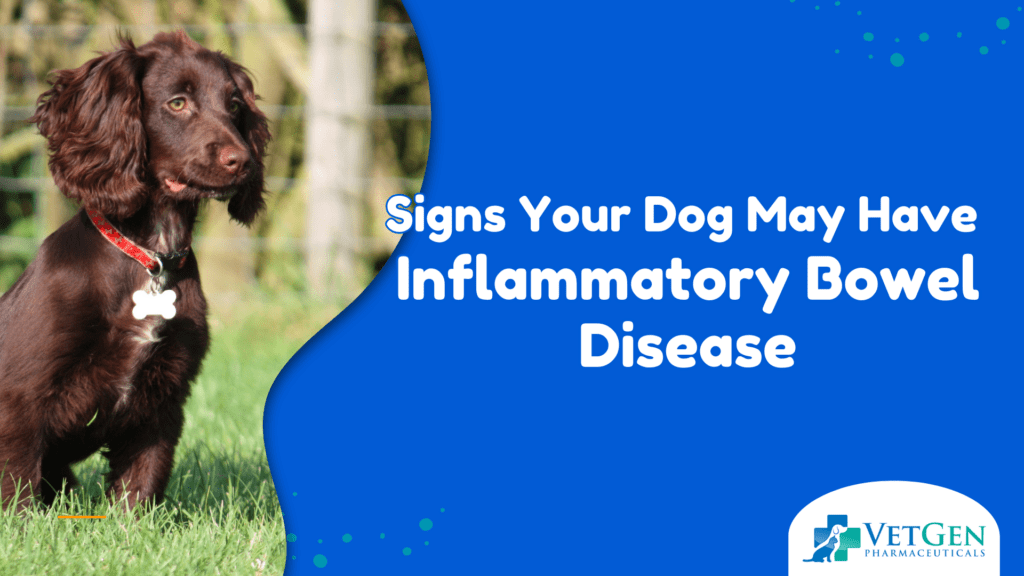 Signs Your Dog May Have Inflammatory Bowel Disease | VetGen