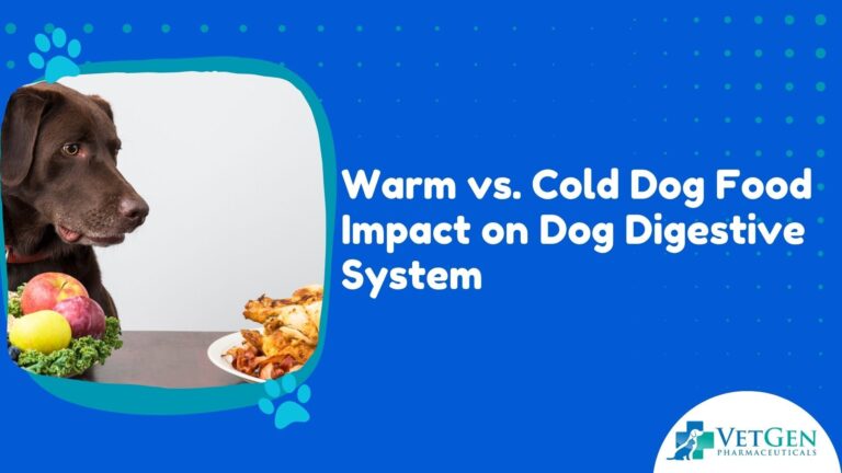 Warm vs Cold Dog Food Impact on Dog Digestive System