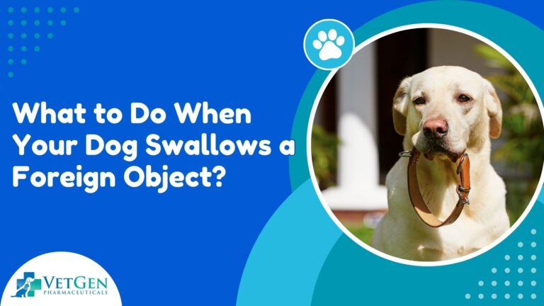 What to Do When Your Dog Swallows a Foreign Object