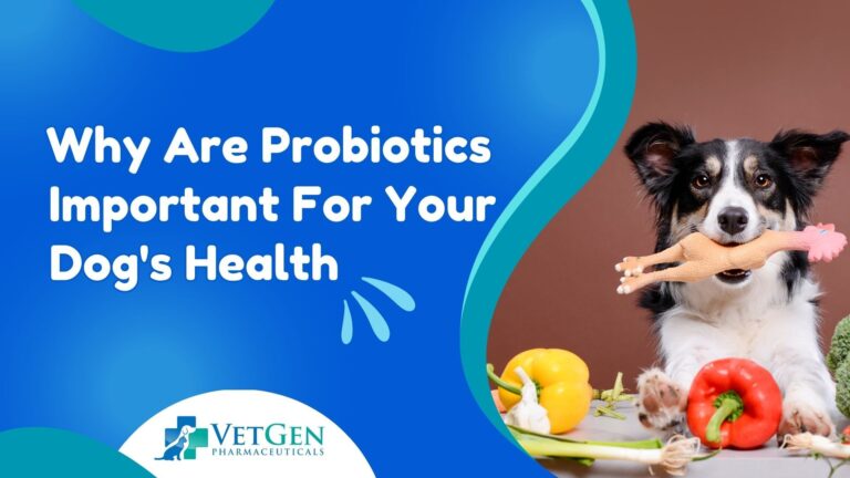 Why Are Probiotics Important For Your Dog's Health