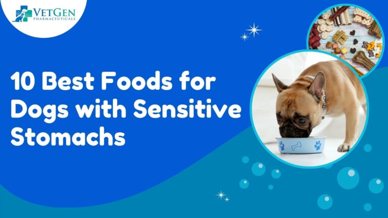 10 Best Foods for Dogs with Sensitive Stomachs