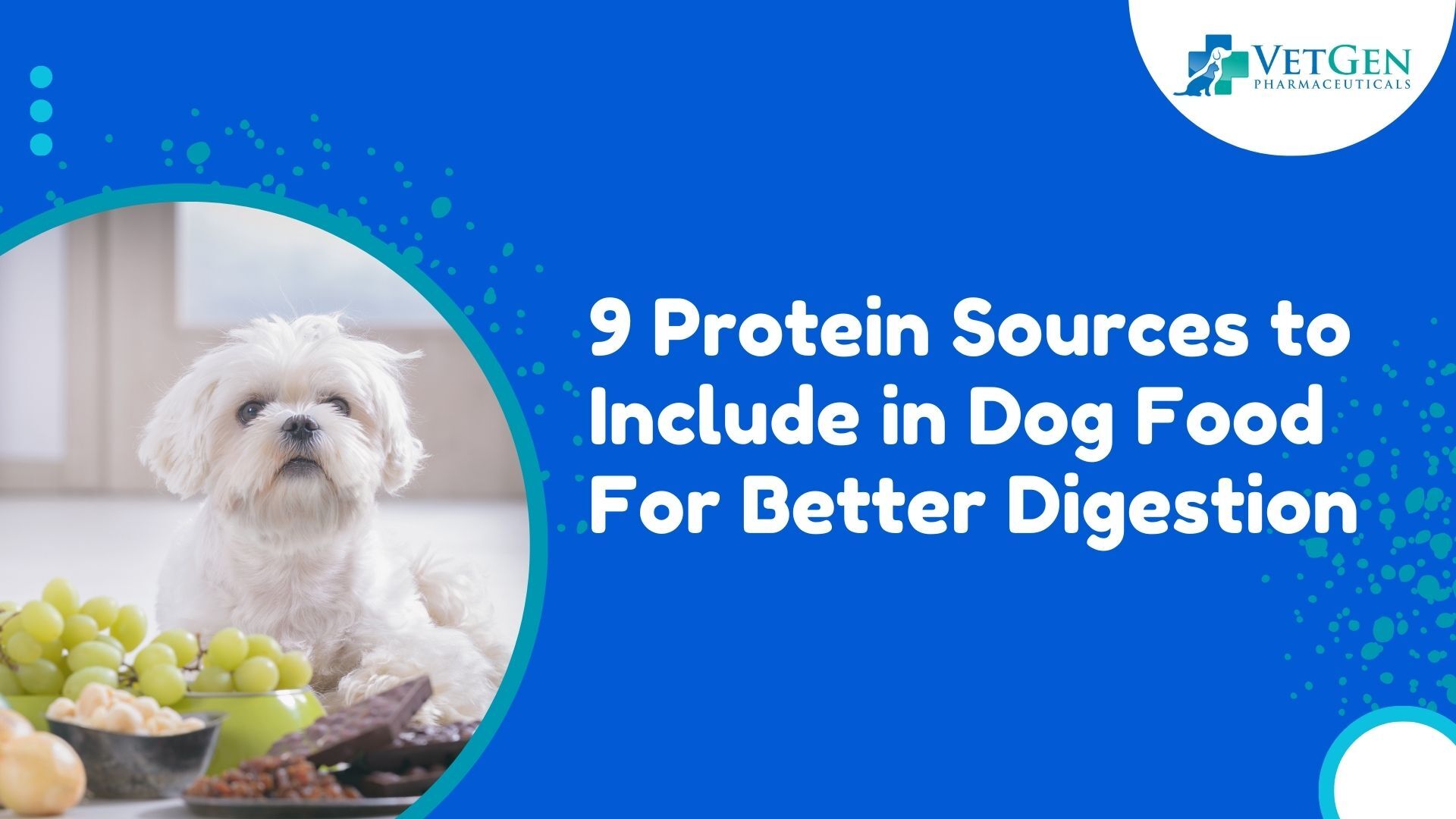 9 Protein Sources to Include in Dog Food For Better Digestion