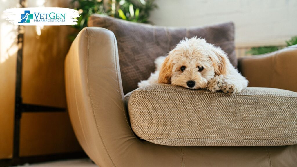 Causes-of-SIBO-in-dogs