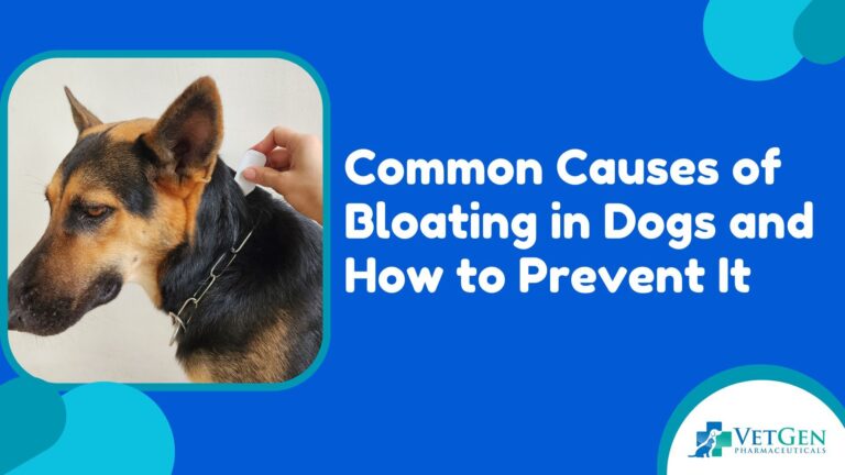 Common Causes of Bloating in Dogs and How to Prevent It