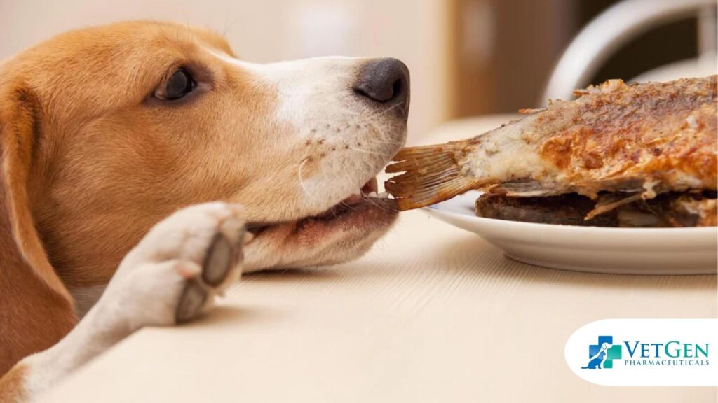 Dogs eating Fish