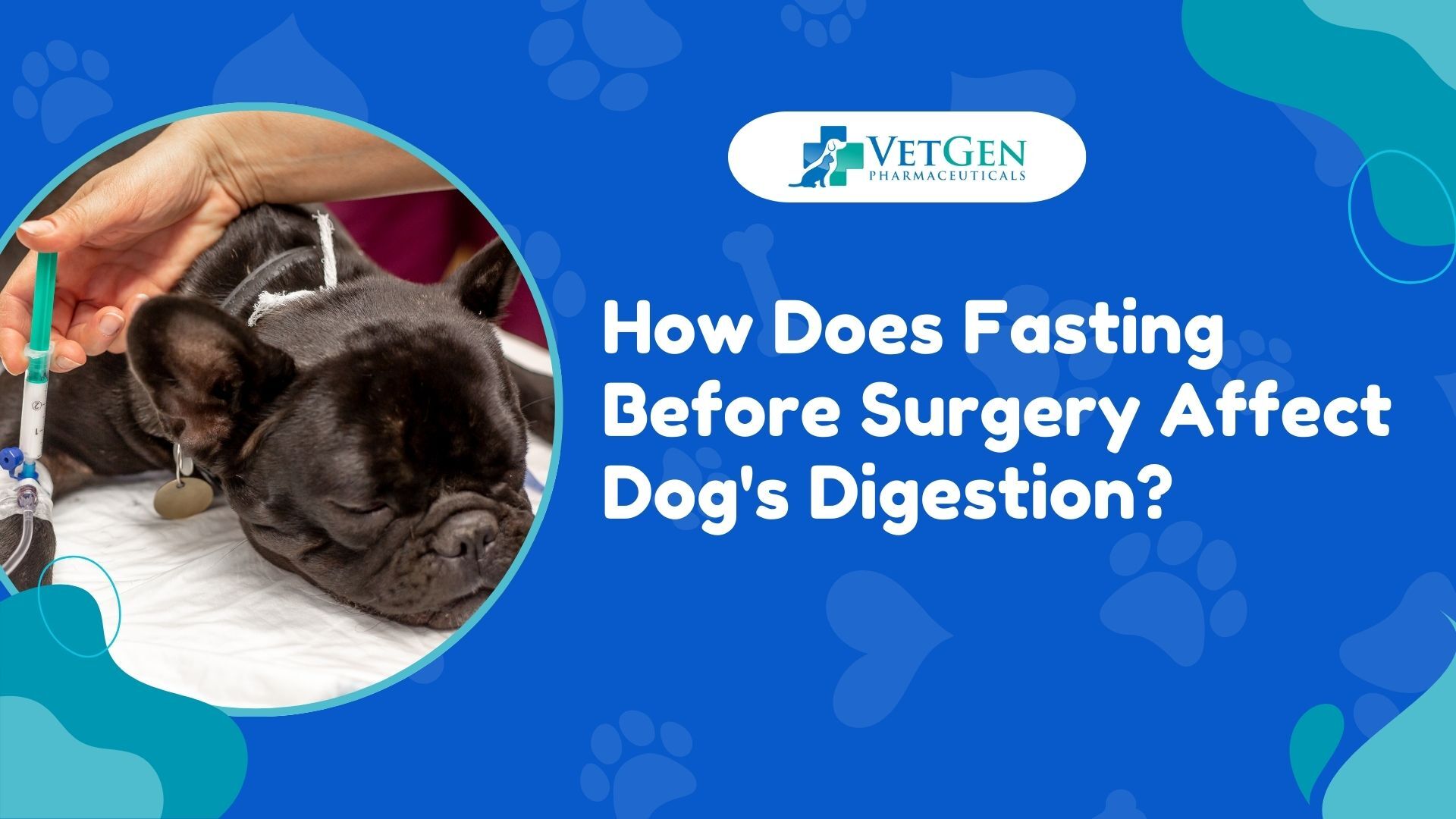 How Does Fasting Before Surgery Affect a Dog's Digestive System