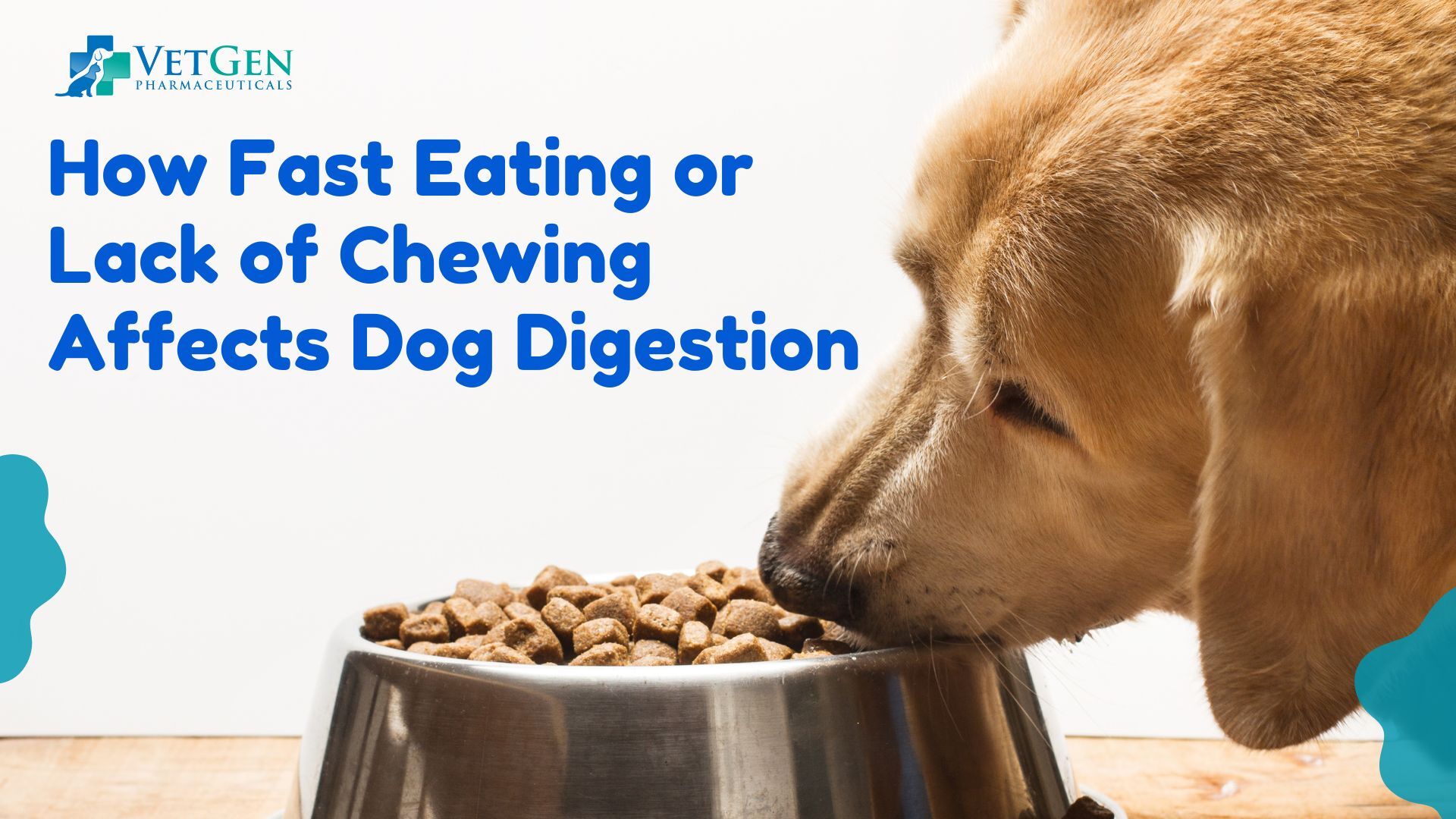 How Fast Eating or Lack of Chewing Affects Dog Digestion