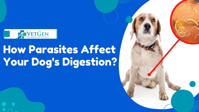 How Parasites Affect Your Dog's Digestion