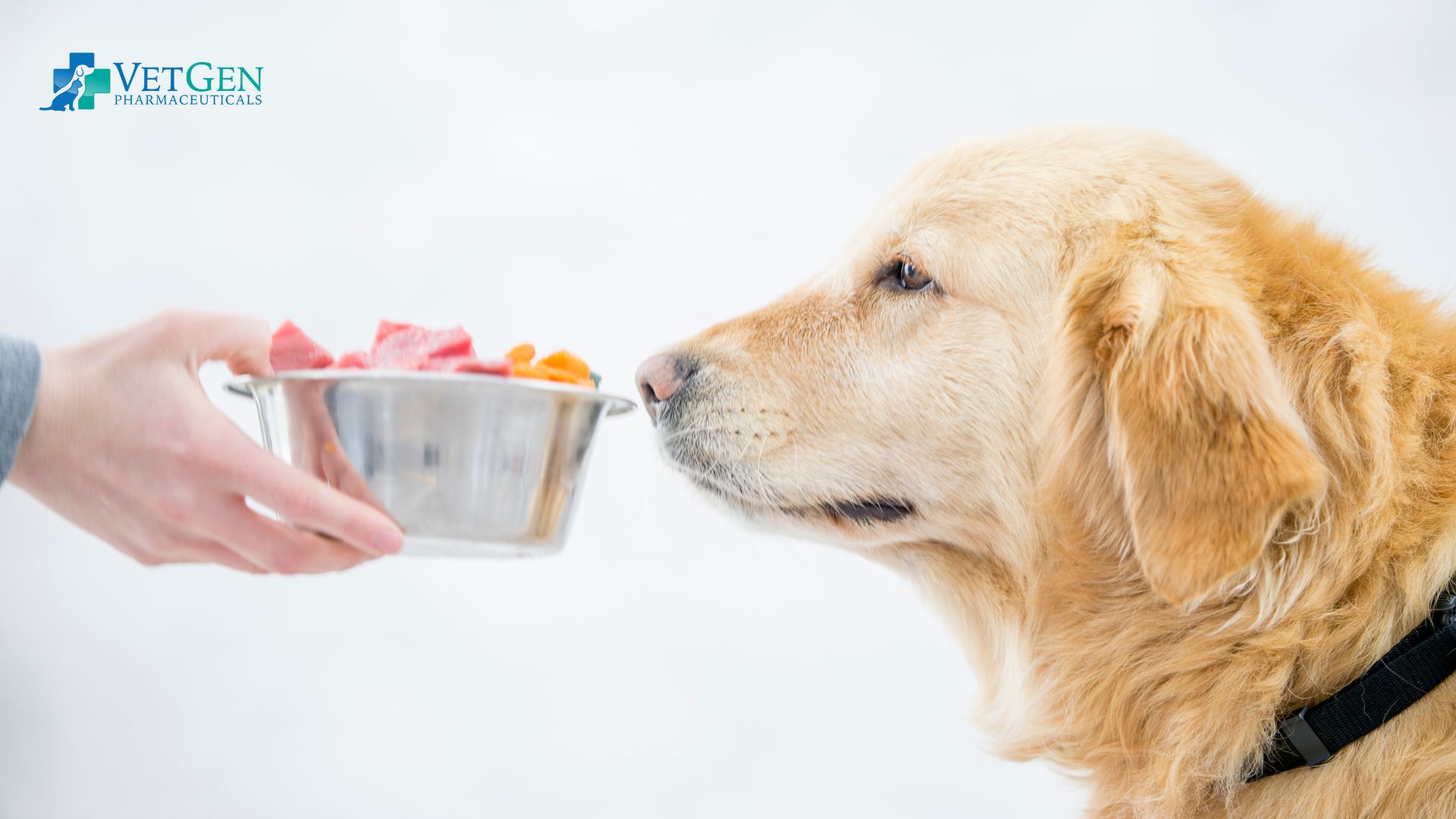 Impacting of eating habits on dogs