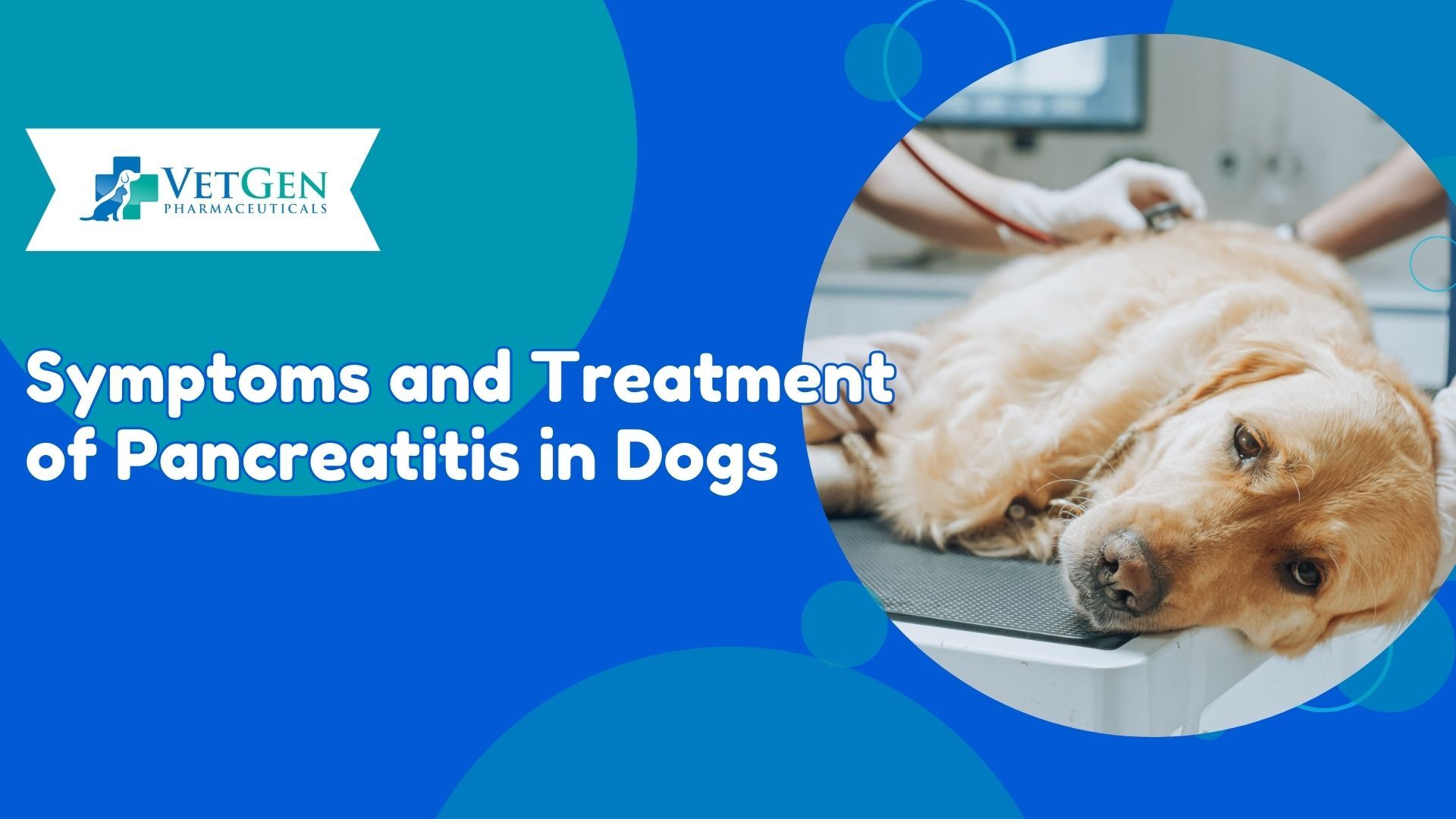 Symptoms and Treatment of Pancreatitis in Dogs