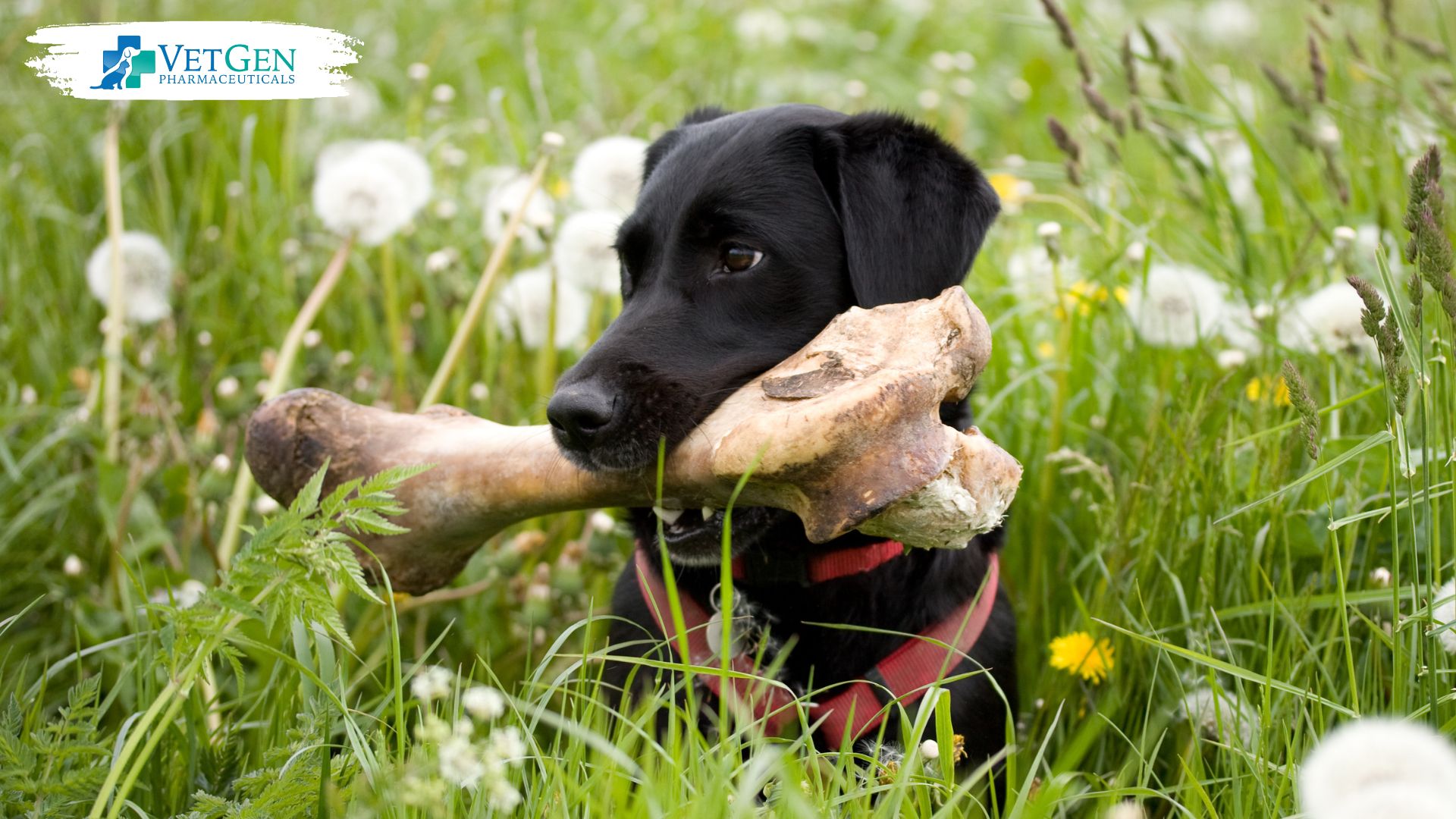 The Digestive Benefits of Bone Broth for Dogs