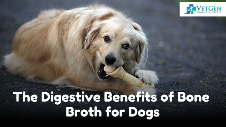 The Digestive Benefits of Bone Broth for Dogs