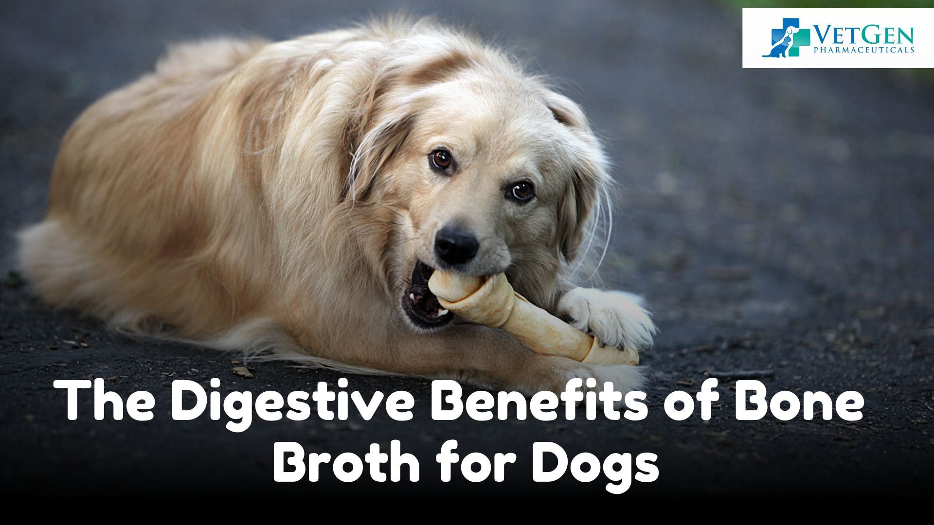 The Digestive Benefits of Bone Broth for Dogs