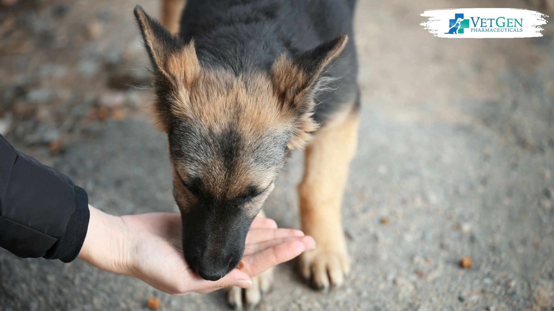 Ways to Help Pacing the Fast Eating dogs