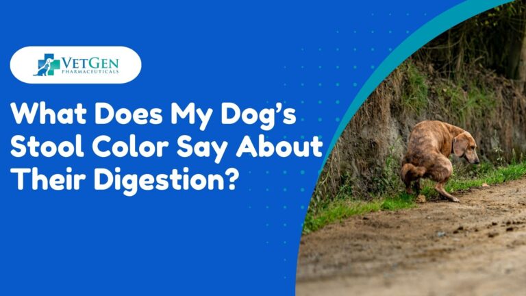 What Does My Dog’s Stool Color Say About Their Digestion