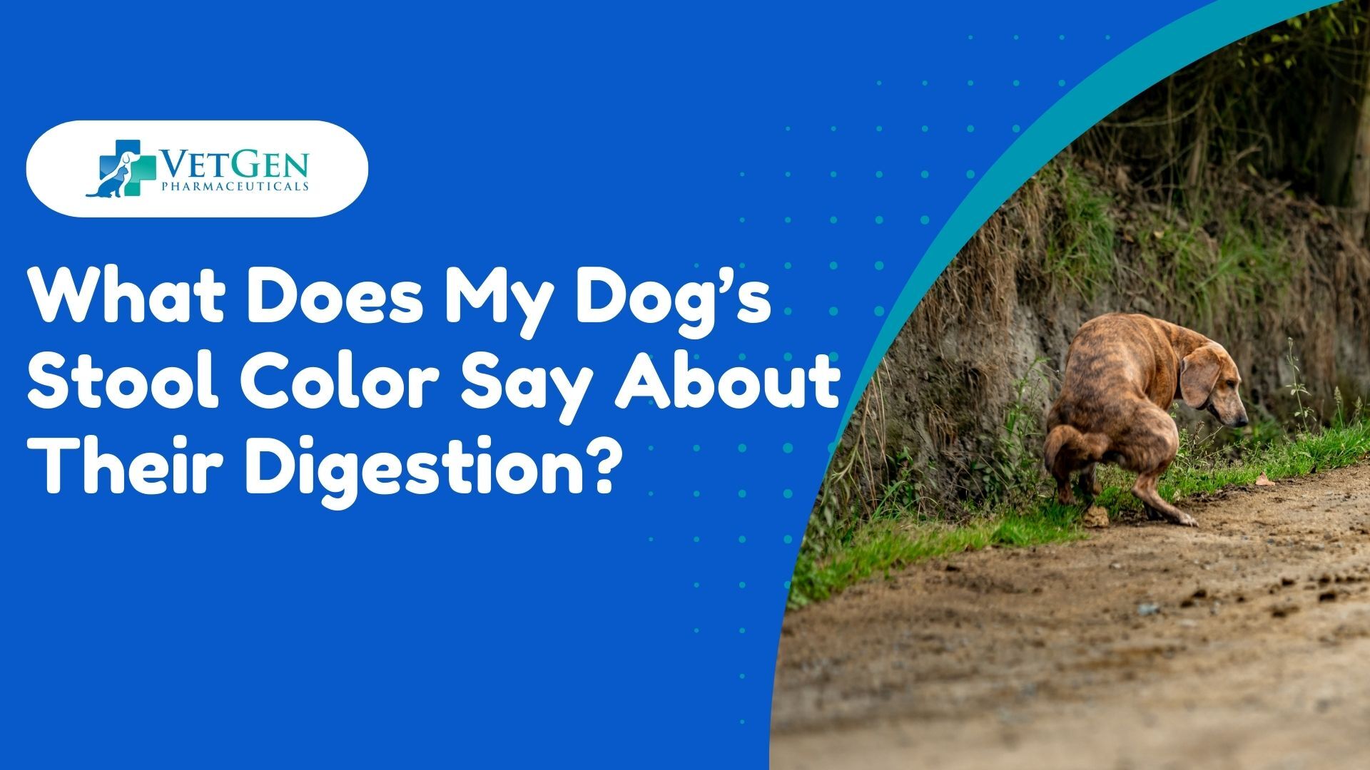 What Does My Dog’s Stool Color Say About Their Digestion