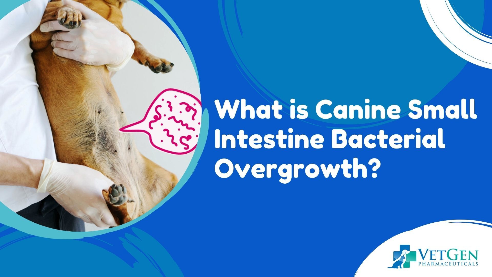 What is Canine Small Intestine Bacterial Overgrowth (SIBO)