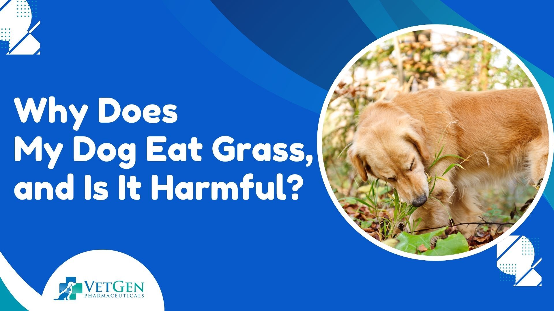 Why Does My Dog Eat Grass, and Is It Harmful