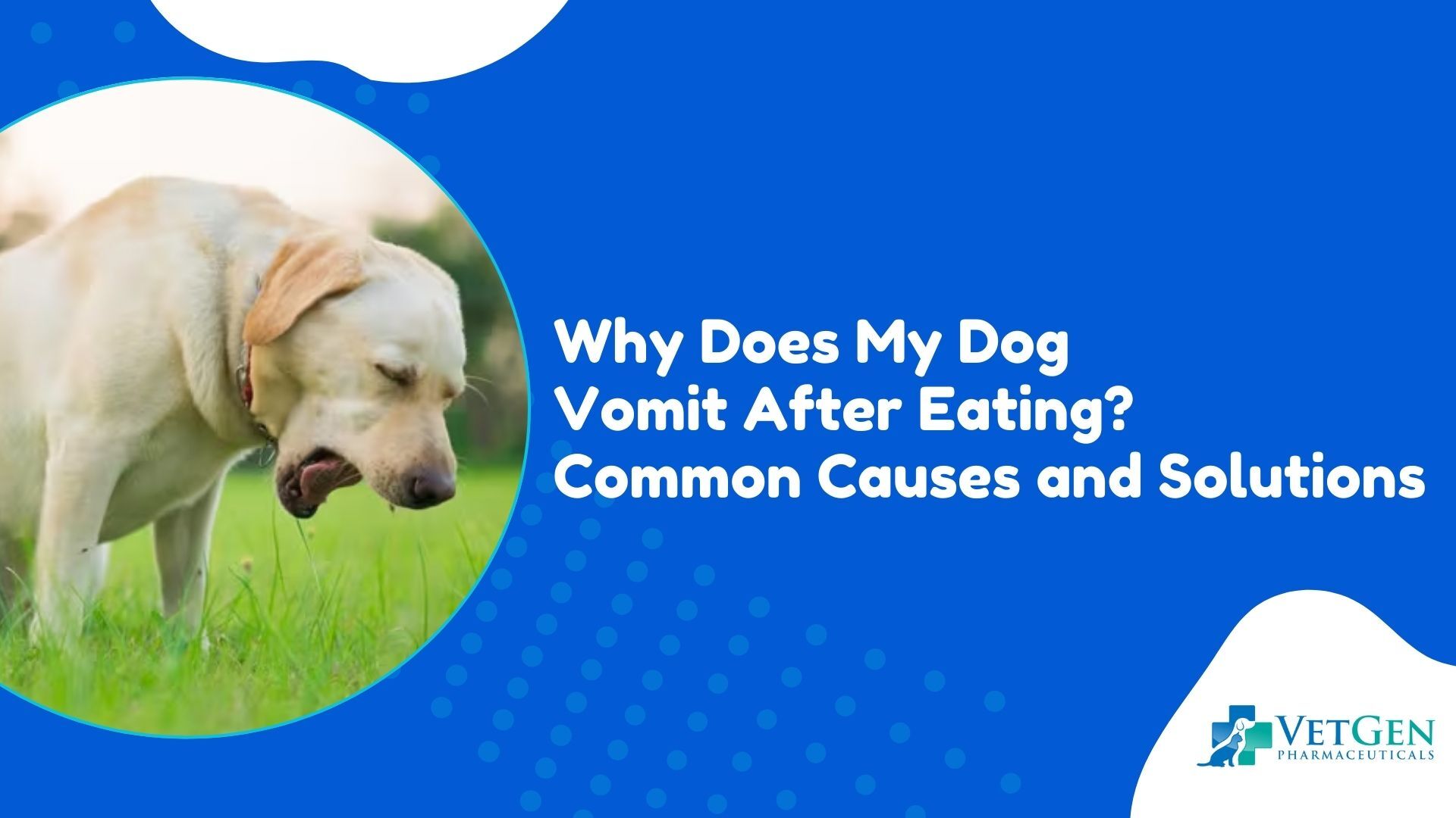 Why Does My Dog Vomit After Eating Causes and Solution