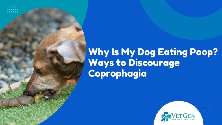 Why Is My Dog Eating Poop Ways to Discourage Coprophagia