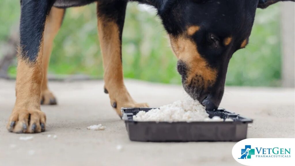 rice for dogs food