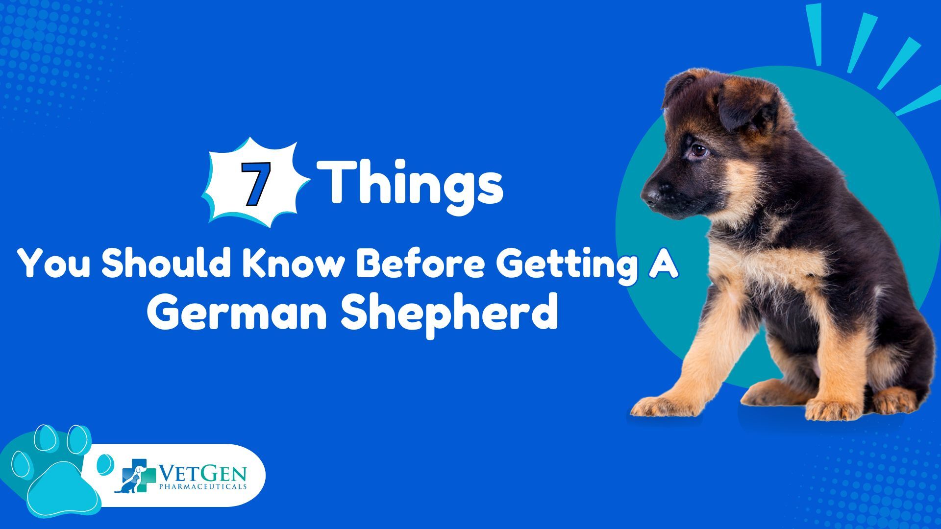 7 Things You Should Know Before Getting A German Shepherd