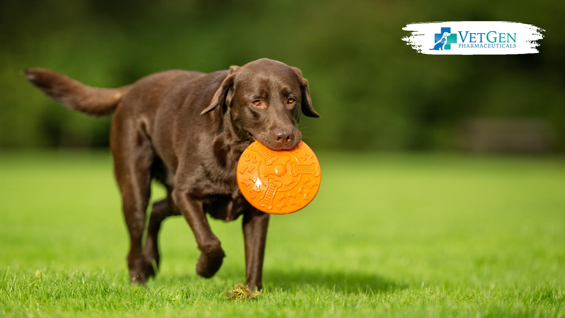 Age-based feeding guidelines for an adult dog