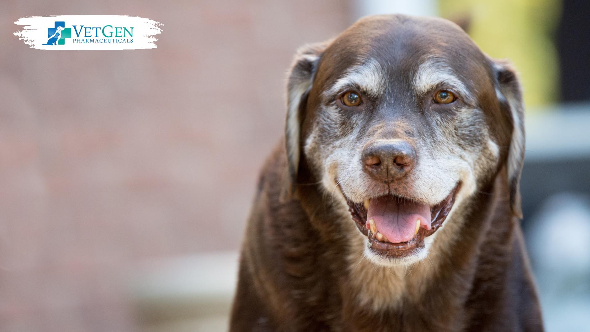 Age-based feeding guidelines for a senior dog