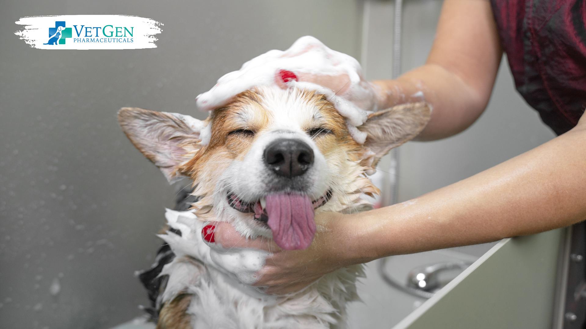 Bath or groom your dog to prevent them from rolling in smelly things