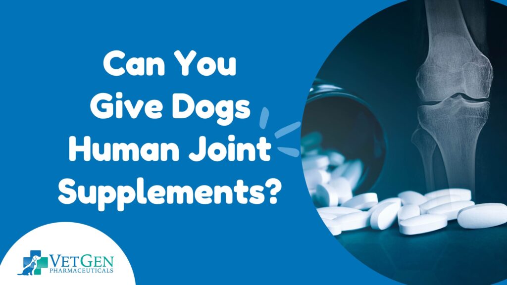 Can You Give Dogs Human Joint Supplements?