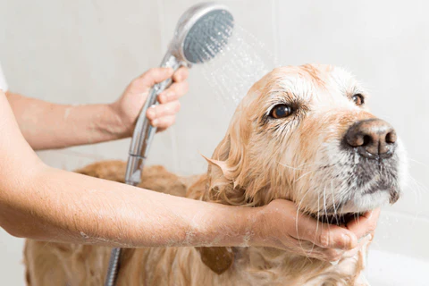 Clean Your Golden Retriever