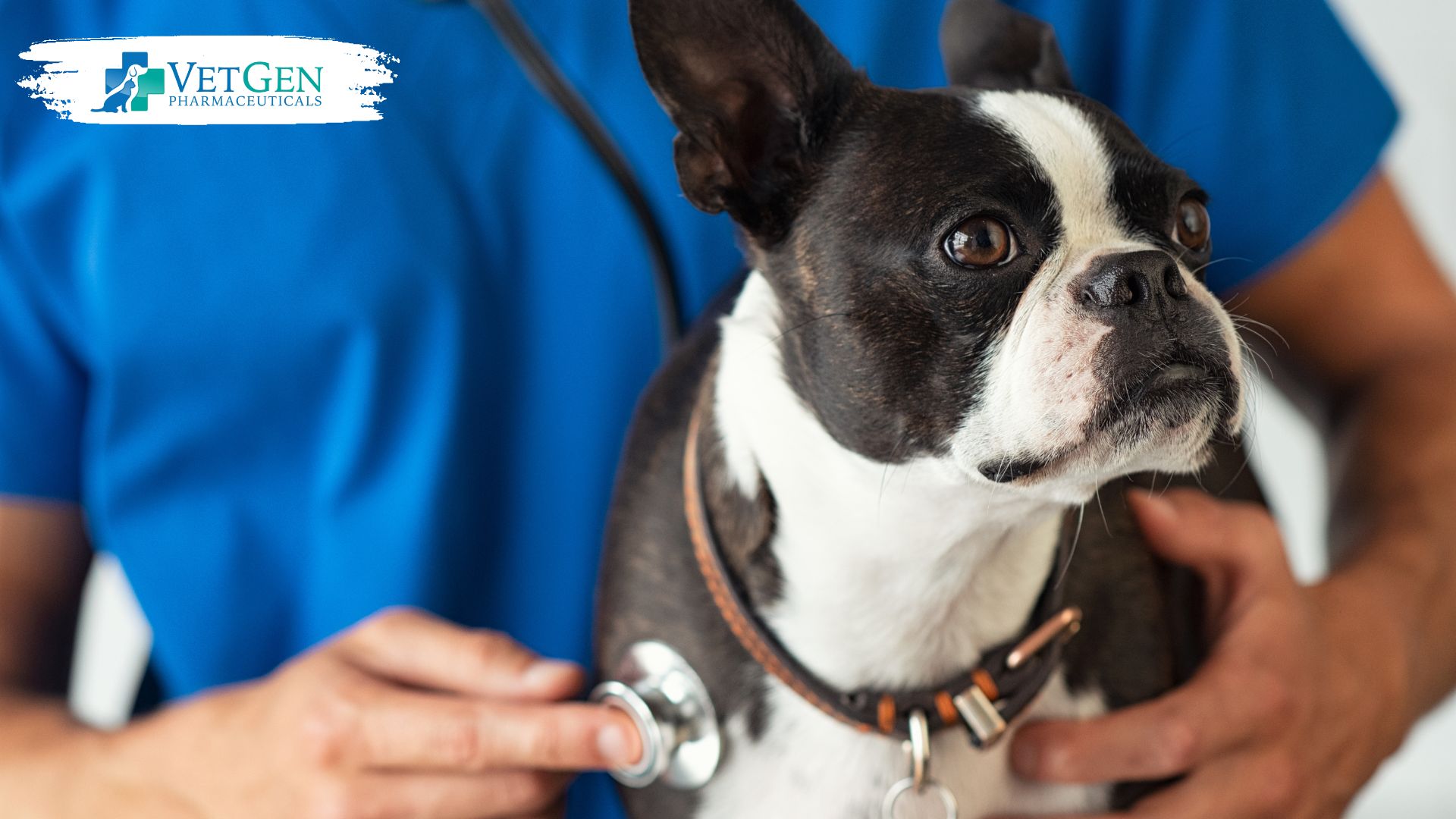 Diagnosing-SIBO-in-Dogs-Vetgen-Pharmaceuticals