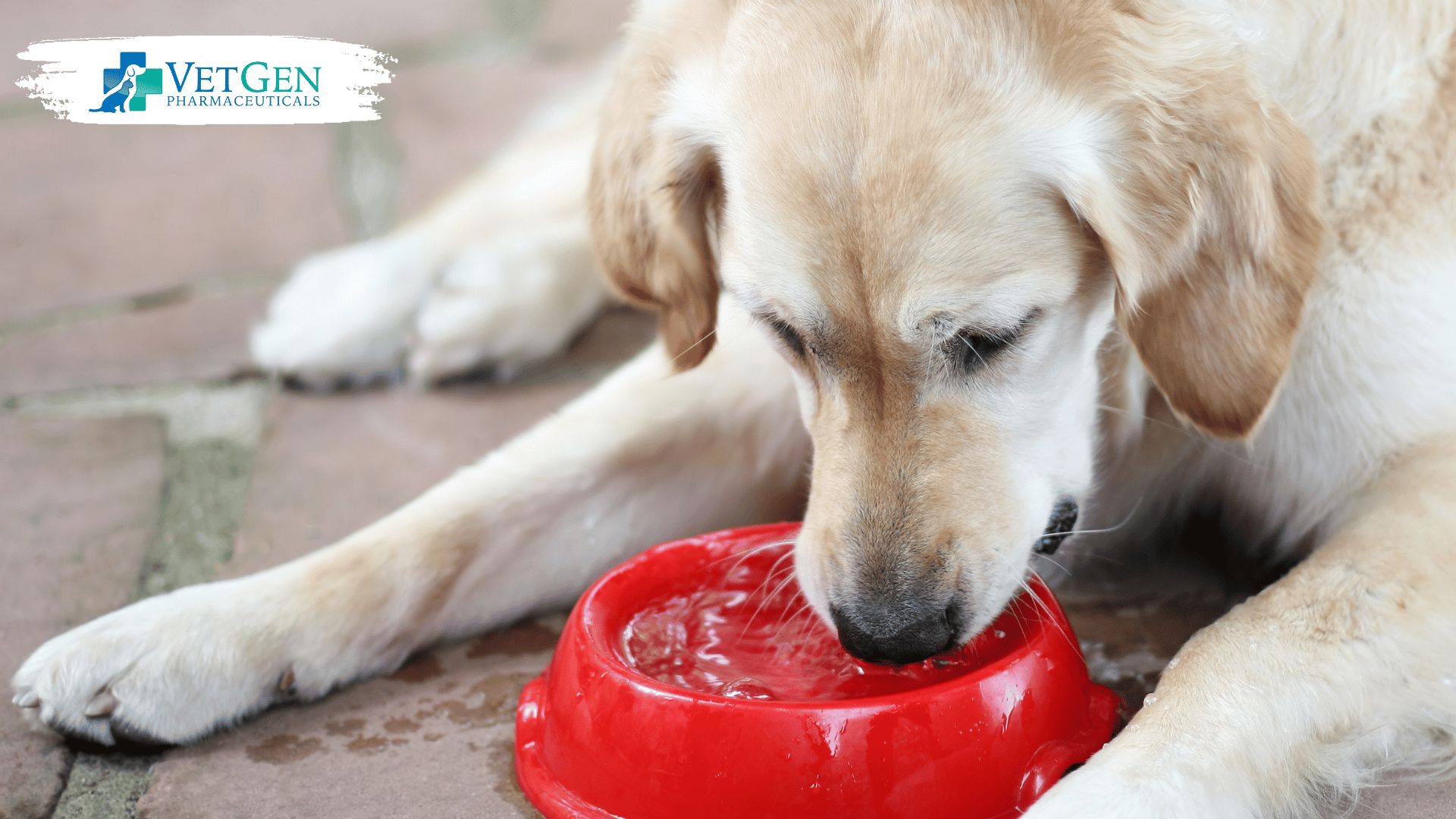 Digestive care post-surgery for dogs