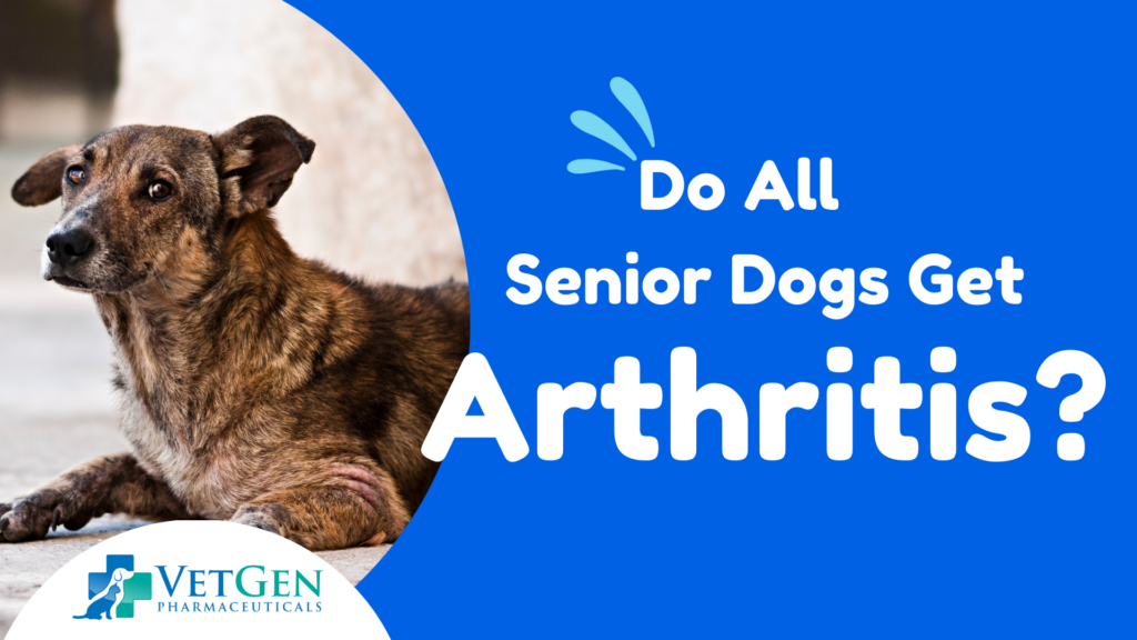 Do All Senior Dogs Get Arthritis?  