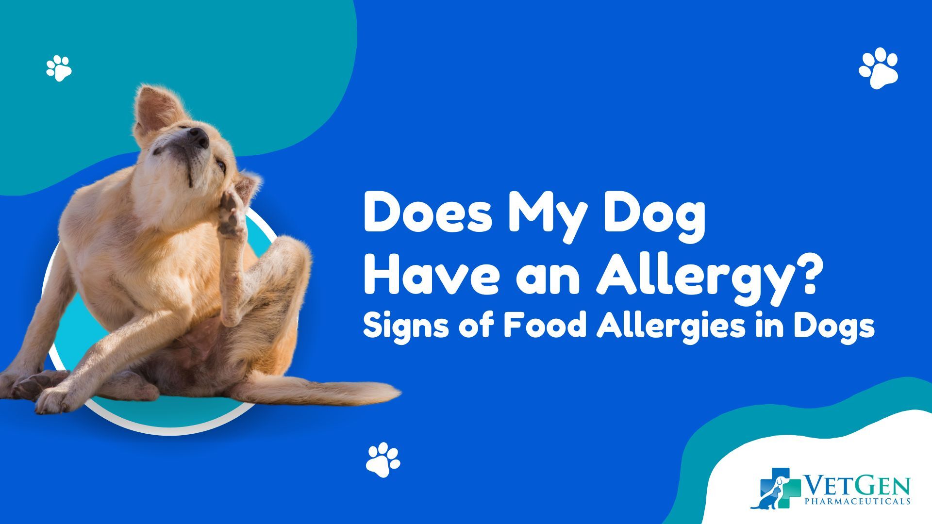 Does My Dog Have an Allergy Signs of Food Allergies in Dogs