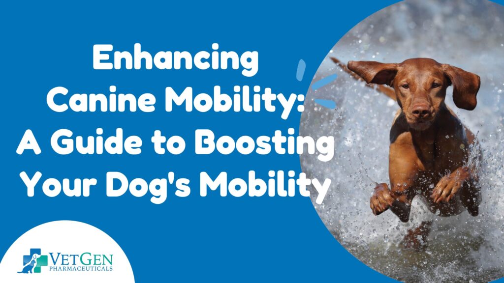 Enhancing Canine Mobility: A Guide to Boosting Your Dog's Mobility