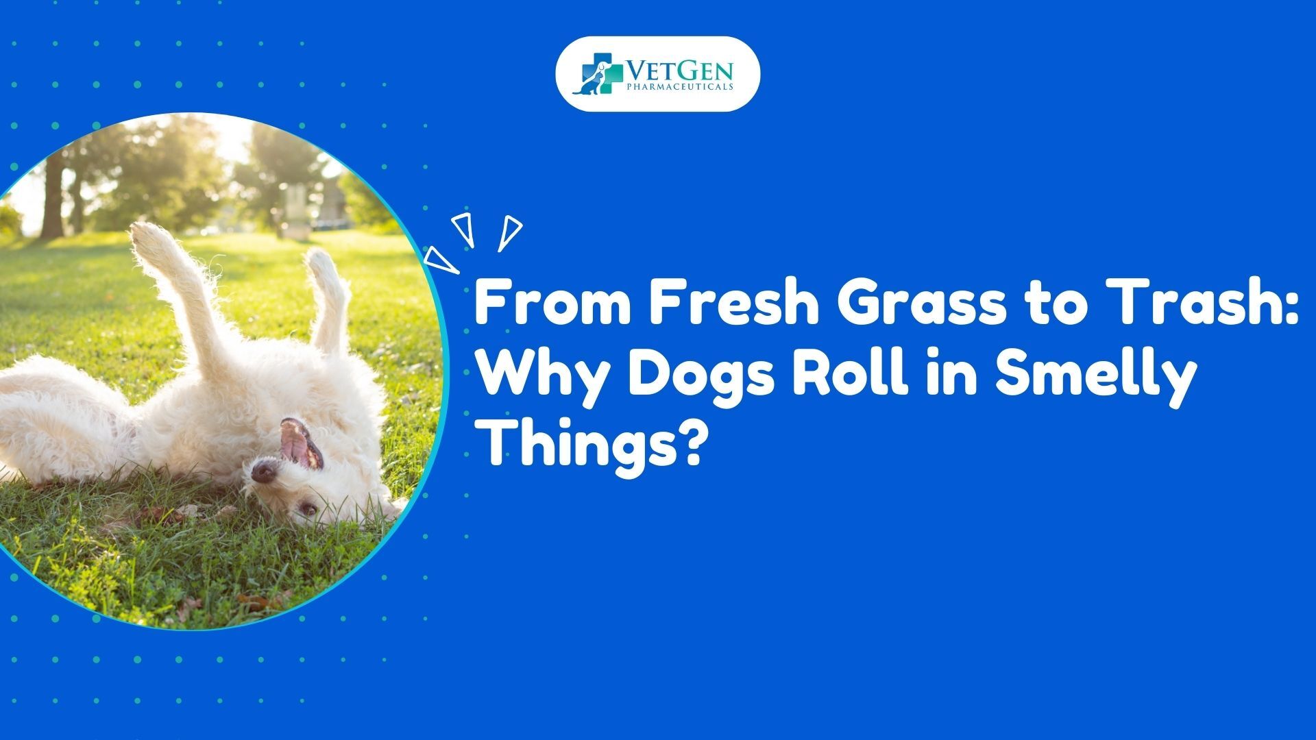 From Fresh Grass to Trash Why Dogs Roll in Smelly Things