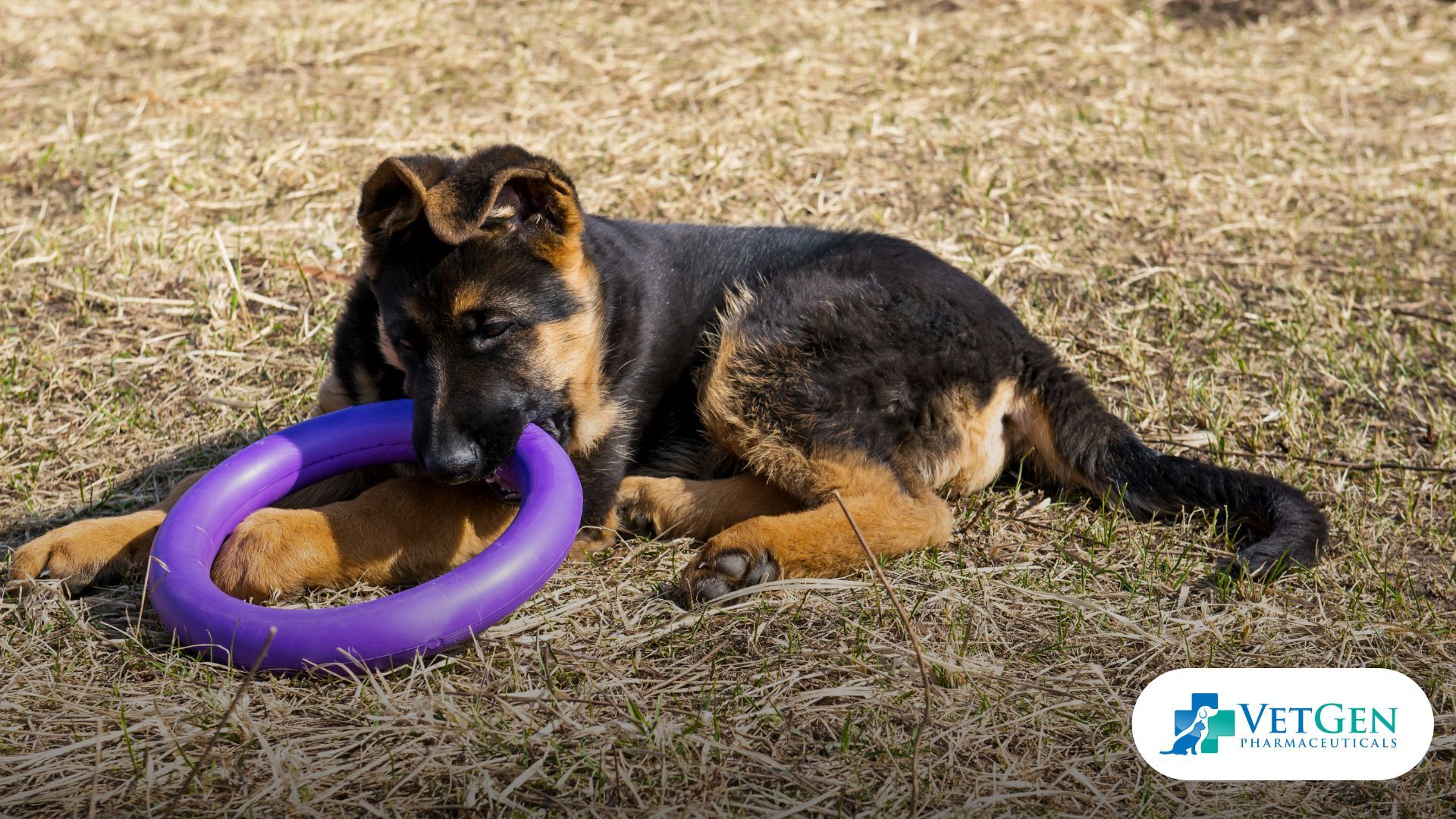German Shepherd Chewing Toys
