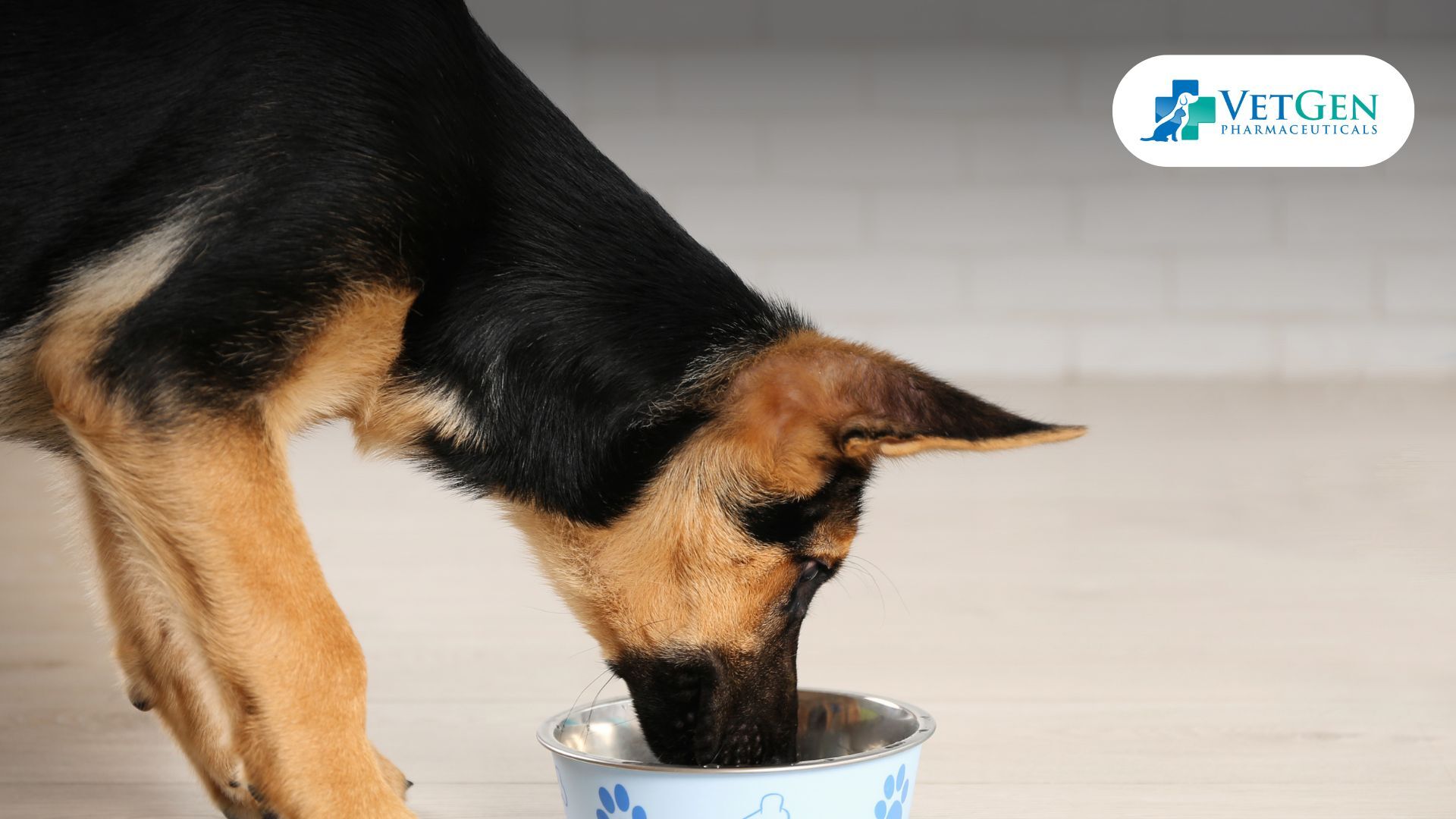 German Shepherd Food and Water Bowls