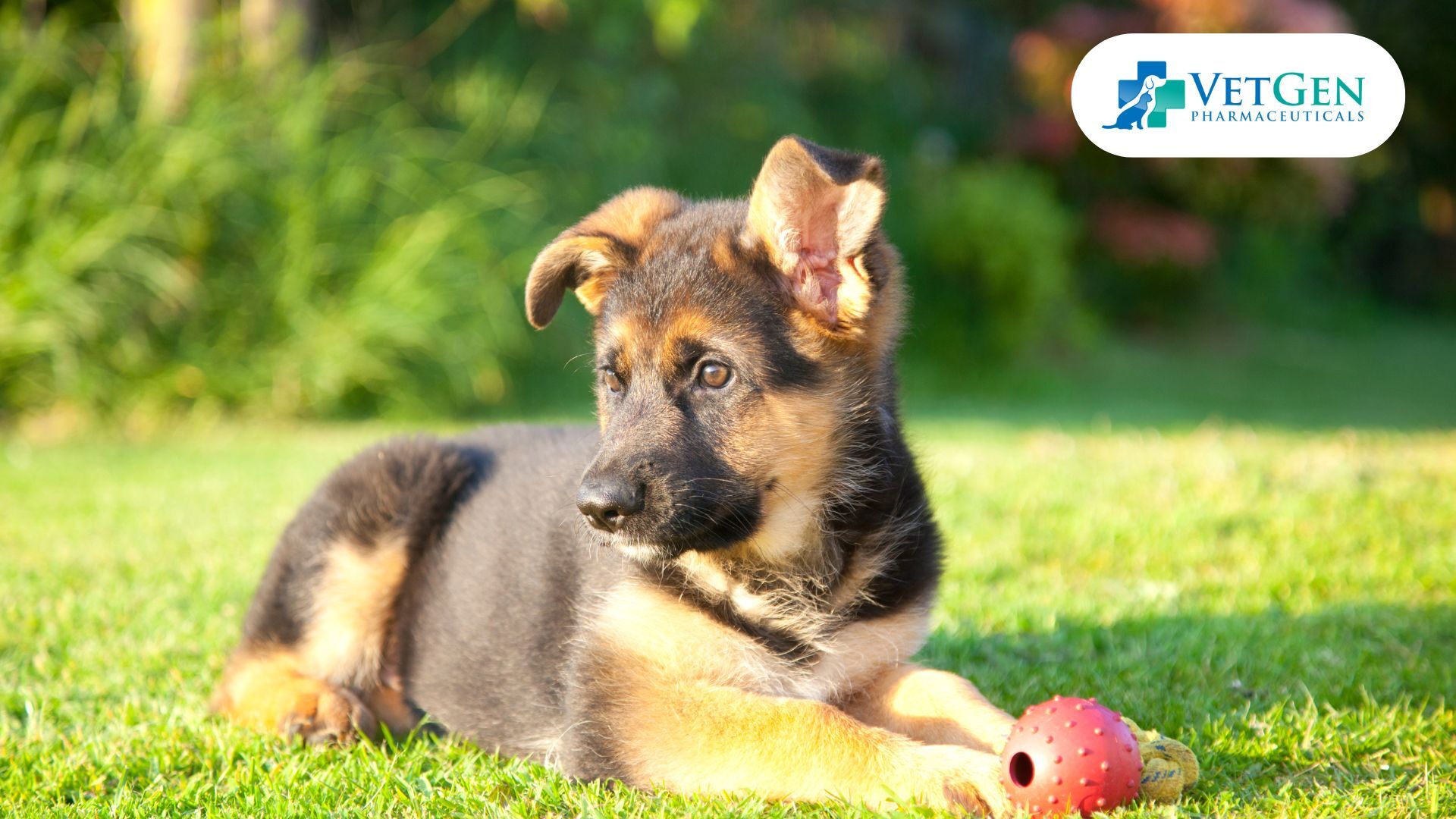 German Shepherd Training when its is puppy