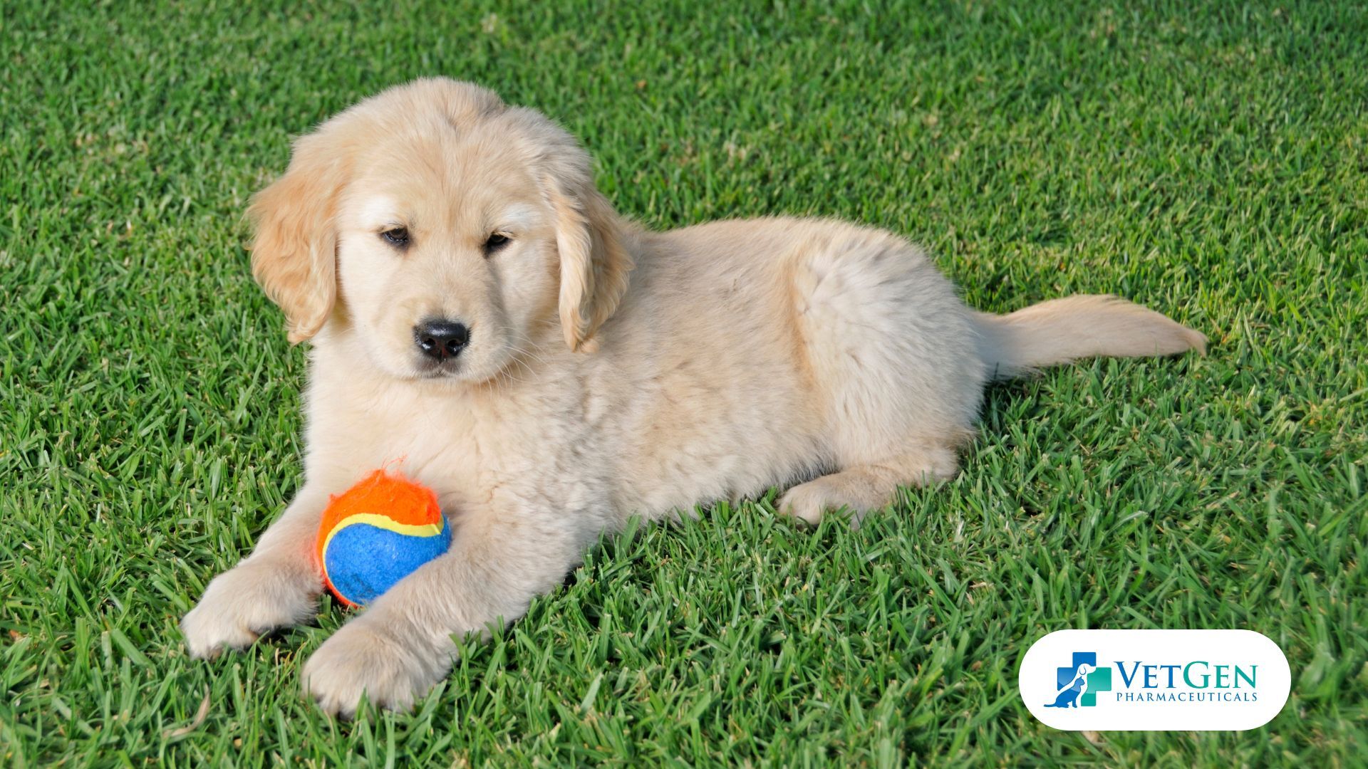 Golden Retrievers