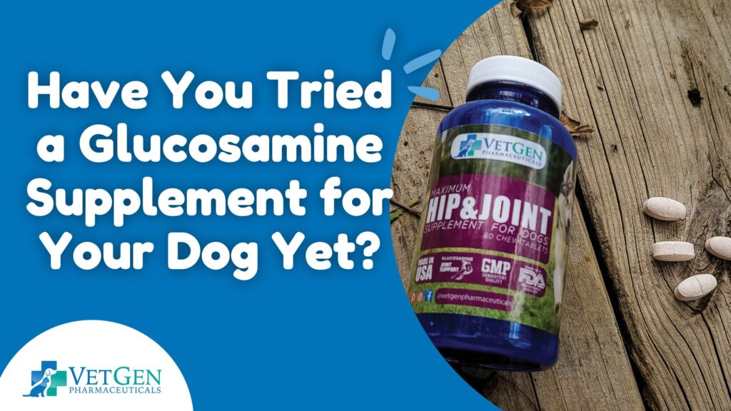 Have You Tried Glucosamine Supplements For Your Dog