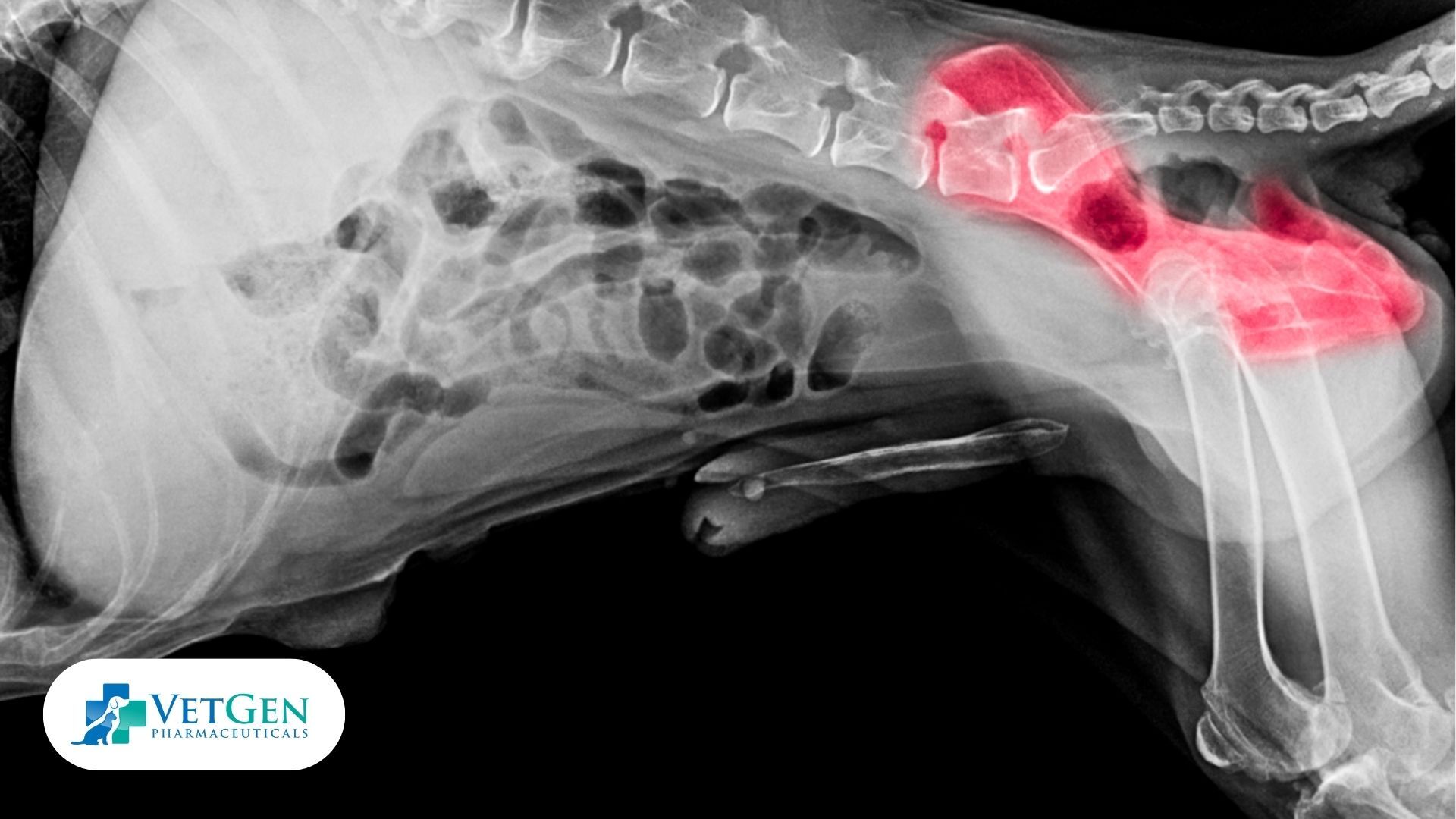 Hip and Elbow Dysplasia in dogs