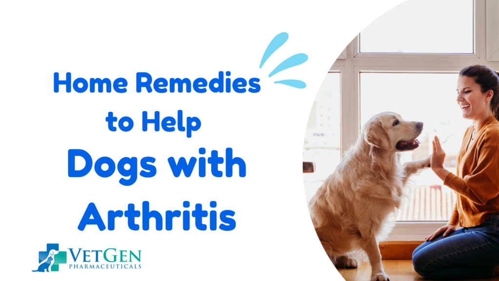 Home Remedies to Help Dogs With Arthritis