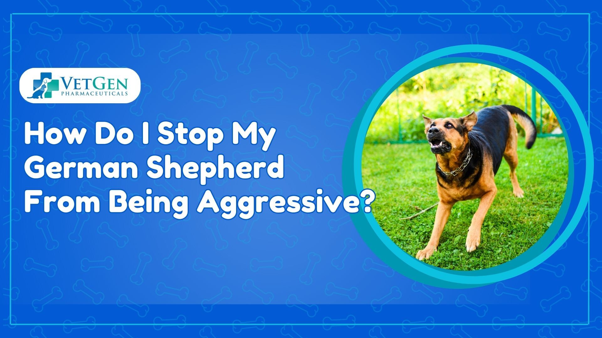 How Do I Stop My German Shepherd From Being Aggressive