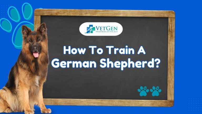 How To Train A German Shepherd